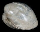 Polished Fossil Clam - Large Size #5259-2